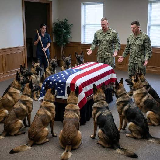 Military Dogs Blocked Access to Their Handlers Casket, And Refused to Move Until One Person Entered the Room!