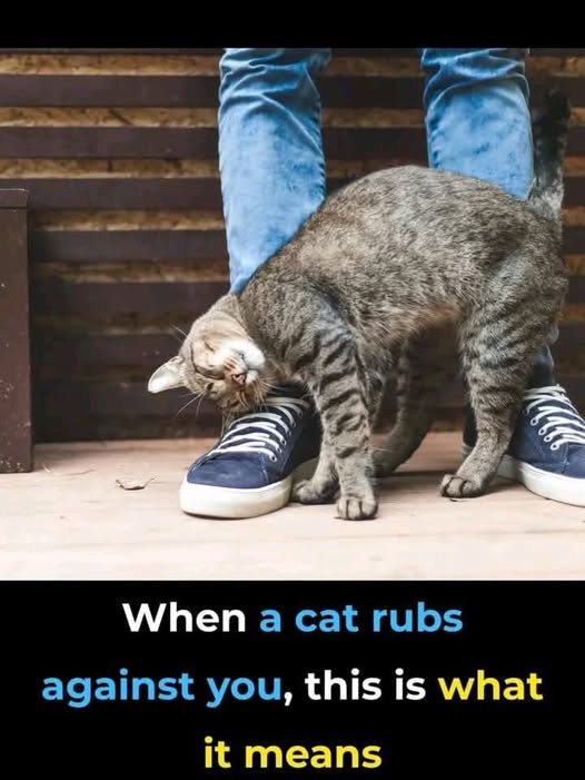 When a Cat Rubs Against You — This Is What It Really Means (Spoiler: You’re Loved & Claimed!)